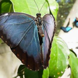 An Interview with Sharon Matola